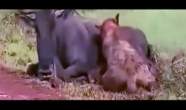 狮子吃瓜视频完整版,揭秘野生动物的趣味瞬间