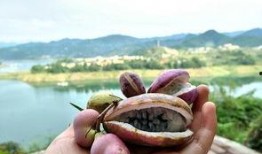 吃野生八月瓜视频,视频揭秘自然馈赠的珍果时光