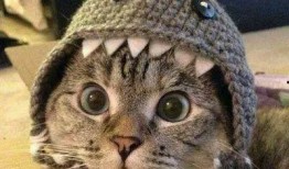 吃瓜猫头像原视频