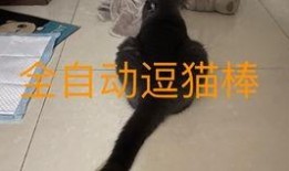小猫咪吃瓜搞笑视频,萌态可掬萌翻网友