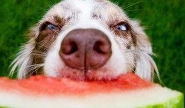 狗狗吃瓜早教视频,狗狗早教新玩法，一起快乐成长！