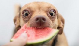 宠物狗可以吃酥瓜吗视频,宠物狗的夏日美味新宠