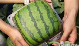 日本农民吃瓜视频,传统农耕生活趣味横生