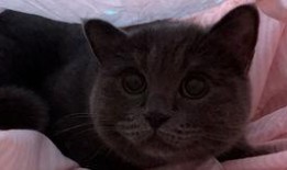 猫咪吃小瓜视频在线观看,小瓜美食大揭秘，萌态百出！