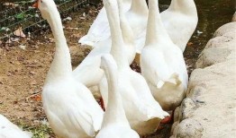 大鹅瓜怎么吃最好吃视频,视频教你最佳食用方法