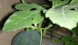 吃瓜吃到了籽发芽的视频,这瓜还能吃吗？