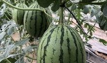 网红吃瓜视频在哪里找,热门平台及热门内容盘点