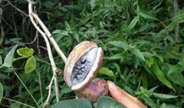 吃野生八月瓜视频,视频揭秘自然馈赠的珍果时光