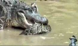 鳄鱼吃哈密瓜最新视频大全,哈密瓜盛宴，萌动瞬间尽收眼底