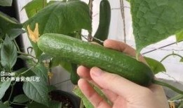 吃瓜视频怎么没更新,幕后真相揭秘