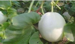 吃白兰瓜的小视频,短视频带你领略夏日清新滋味