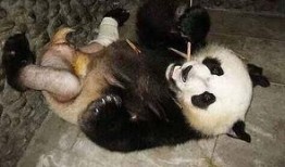 吃瓜熊猫被误伤视频素材,网友热议动物保护与安全