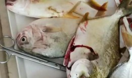 花鲢吃不吃小瓜虫视频,揭秘花鲢捕食小瓜虫的神奇瞬间