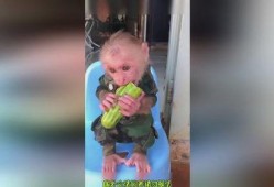 爱吃瓜吃货视频下载免费,揭秘“爱吃瓜吃货视频下载”免费福利