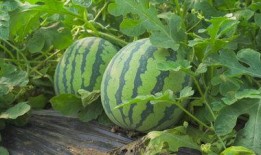 茂名网红吃瓜视频曝光,揭秘背后惊人真相