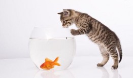 小瓜能给猫吃吗视频大全