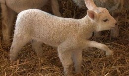 在下小羊私密视频吃瓜,小羊私密视频背后的惊人真相