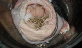 猪吃白兰瓜的视频播放大全,白兰瓜盛宴视频大盘点