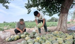 新疆吃瓜事件视频大全,揭秘网络热议背后的真相