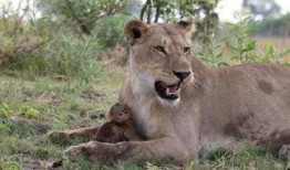 狮子吃瓜视频完整版,揭秘野生动物的趣味瞬间