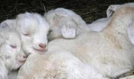 在下小羊私密视频吃瓜,小羊私密视频背后的惊人真相