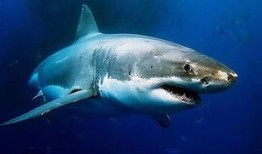 鲨鱼视频吃瓜直播,揭秘娱乐圈幕后故事