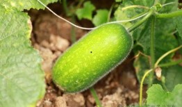 南沙瓜怎么吃最有营养视频,解锁最佳营养吸收秘诀