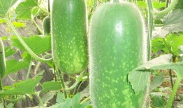 乳瓜早上吃减肥吗好吗视频,揭秘早晨食用乳瓜的神奇效果