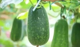 吃瓜解暑的视频,跟着视频学吃瓜解暑