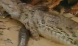 鳄鱼吃哈密瓜最新视频大全,哈密瓜盛宴，萌动瞬间尽收眼底