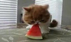 带你吃瓜搞笑动物视频播放,笑料横生！带你领略搞笑动物视频的魅力