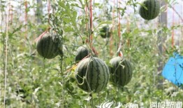 椒江吃瓜事件视频曝光,视频曝光揭示惊人真相