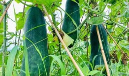 最劲爆的吃瓜视频,真相令人咋舌！