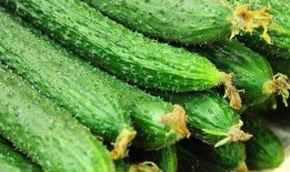 新鲜瓜在哪吃最好呢视频,揭秘最佳瓜类食用时光