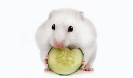 仓鼠可以吃蛋瓜么吗视频,蛋瓜，仓鼠的新宠？