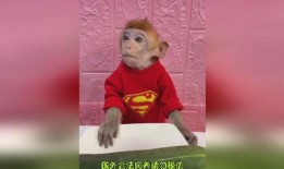 带你吃瓜搞笑动物视频播放,笑料横生！带你领略搞笑动物视频的魅力