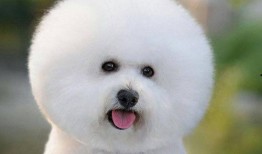 比熊可以吃胶瓜吗视频教程