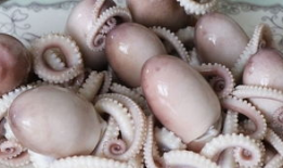 大瓜吃八爪鱼视频,八爪鱼美食大揭秘，吃瓜群众齐围观！