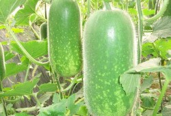 吃瓜新鲜爆料视频大全,揭秘娱乐圈幕后真相