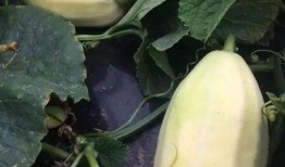 吃银蒂蜜瓜的视频大全图片,视频大全图片回顾