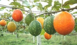 吊瓜是咋吃的啊视频播放