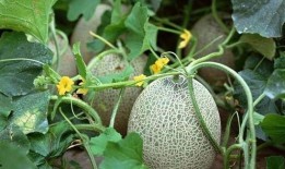 吃西瓜哈密瓜完整视频,哈密瓜西瓜大比拼，口感与营养全解析