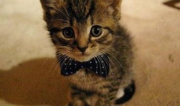 吃瓜猫头像原视频