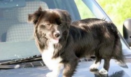 小狗可吃哈密瓜吗视频,宠物饮食安全揭秘