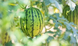 泰和家园吃瓜视频