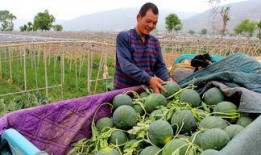 乌托邦镇吃瓜视频,揭秘神秘社区里的吃瓜日常