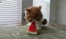 小猫吃瓜搞笑视频在线观看,小猫吃瓜搞笑视频，萌态百出笑翻天