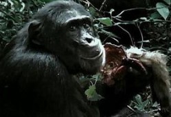 主播吃瓜猩猩是谁啊视频,网络红人的崛起之路