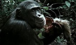 主播吃瓜猩猩是谁啊视频,网络红人的崛起之路