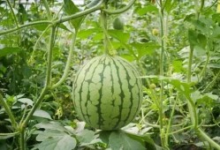 新鲜瓜在哪吃最好呢视频,揭秘最佳瓜类食用时光